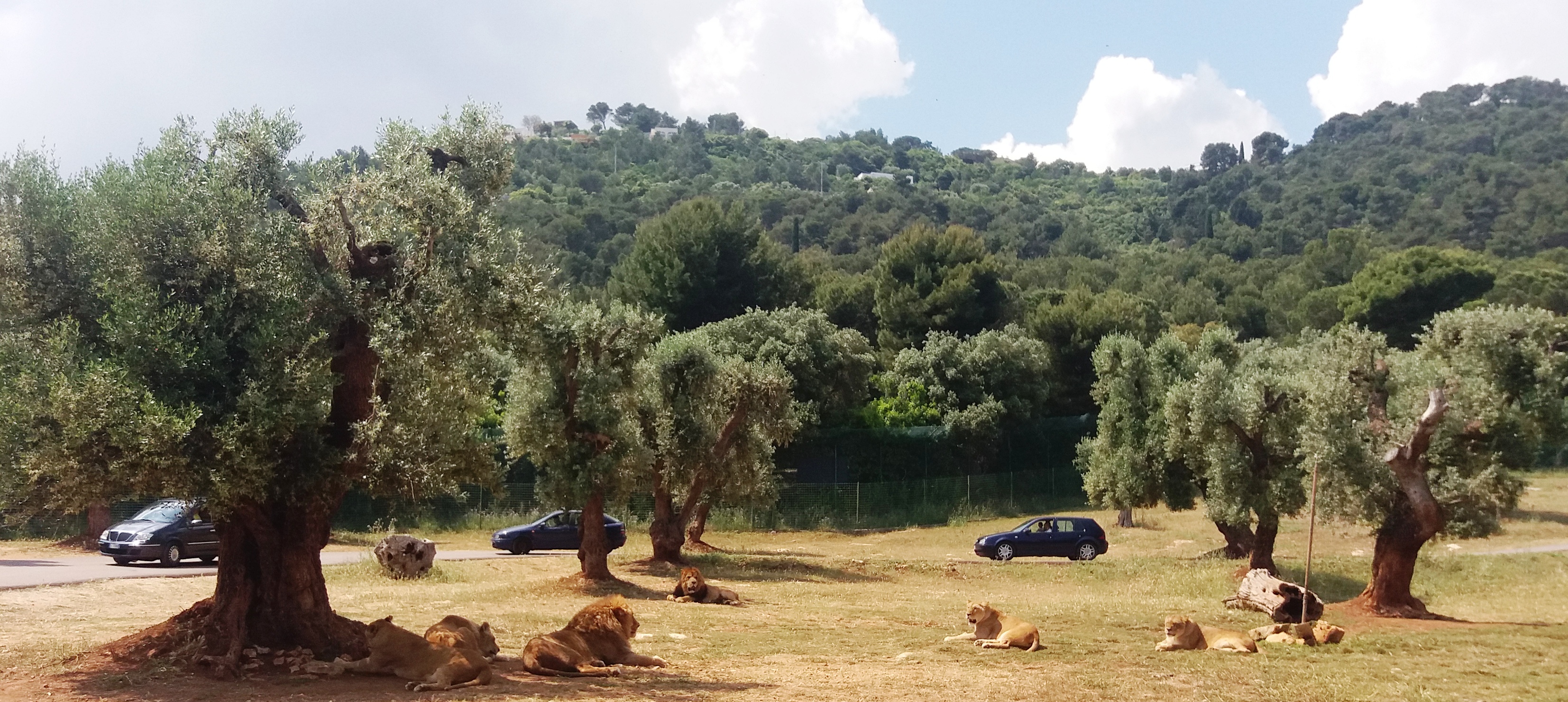 ZooSafari di Fasano - Urlaubsangebot für die Ostuni-Gruppe Salento Puglia